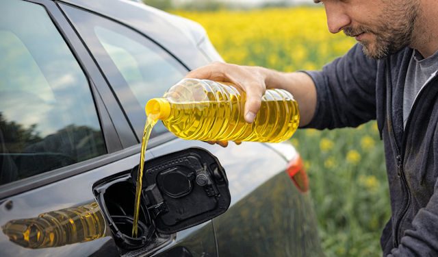 Voiture et huile de colza : une alternative durable au diesel ?